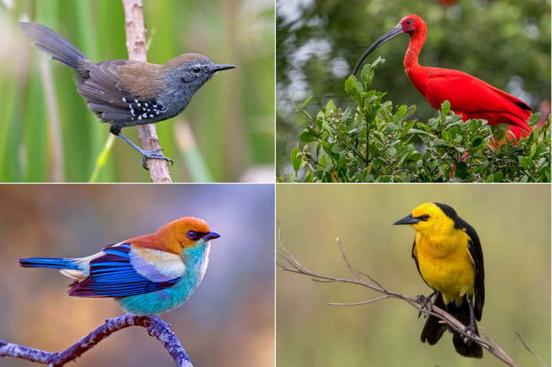 SET DEPARTURE TOURS – Brazil Birding Experts