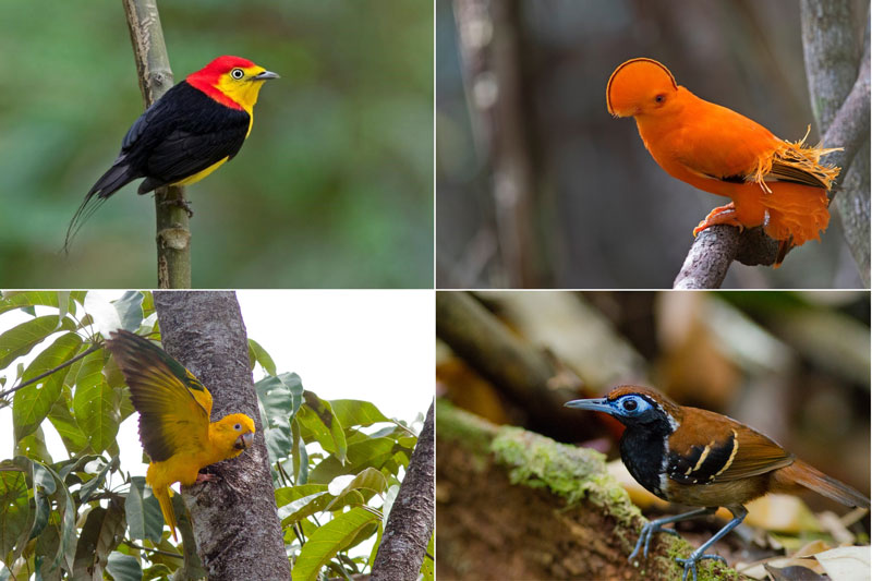 Manaus+ Amazonia National Park: 17 DAYS – Brazil Birding Experts