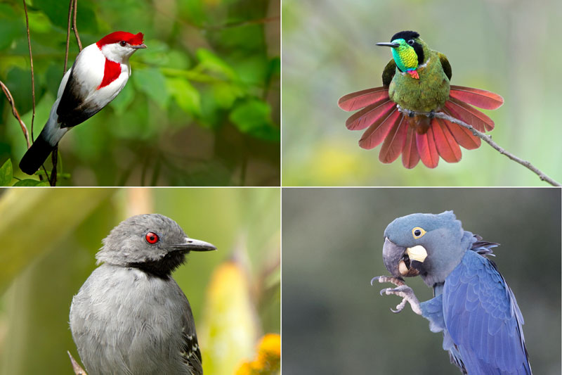 SET DEPARTURE TOURS 2024 – Brazil Birding Experts